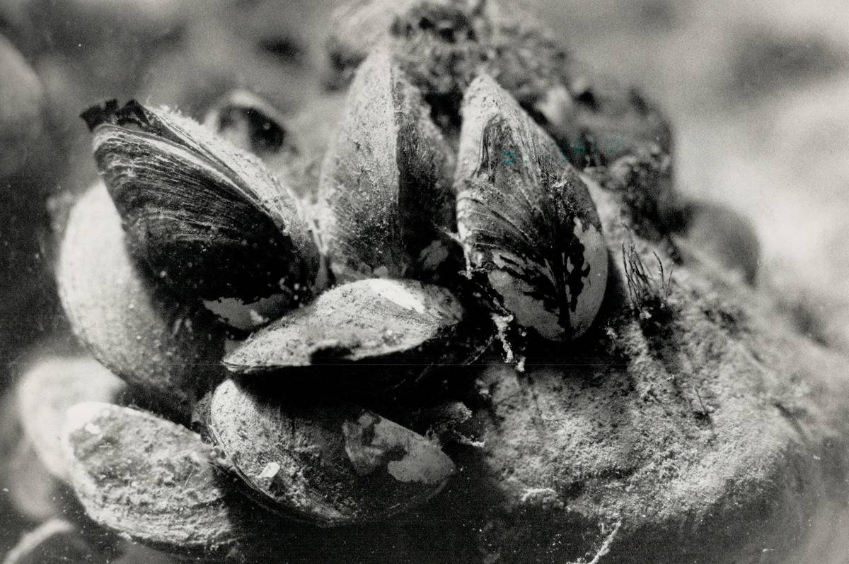 Zebra mussels: Reader thinks he's found parallel between the NDP's growth of power in Ontario and sp...