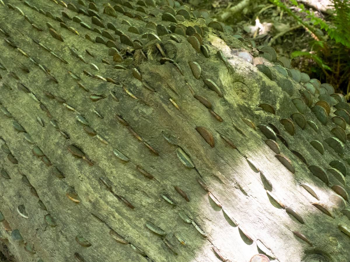 Close up of coins in a wishing tree on the path between Watersmeet and Lynmouth, Exmoor, Devon, UK