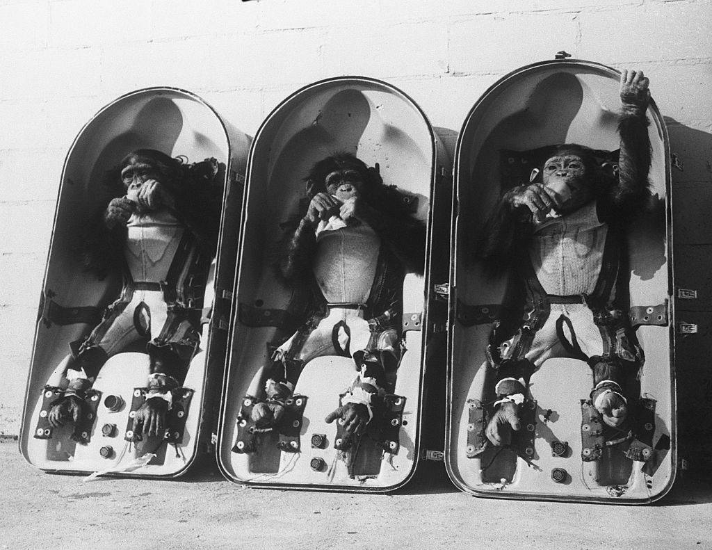 Training animals for space travel