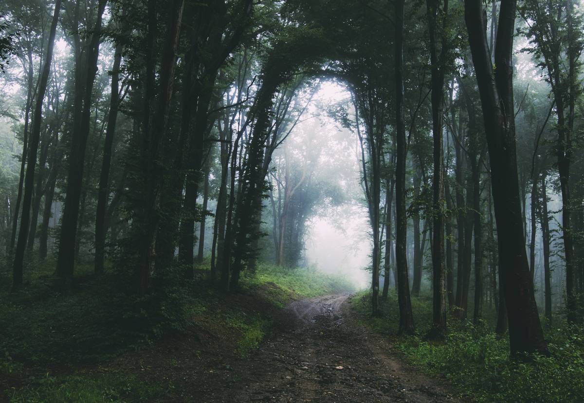 path-through-mysterious-dark-forest-after-rain-2022-02-02-03-48-41-utc