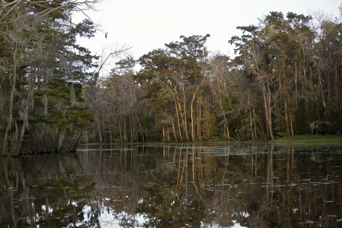 swamp-near-new-orleans-louisiana-2021-08-26-18-01-10-utc