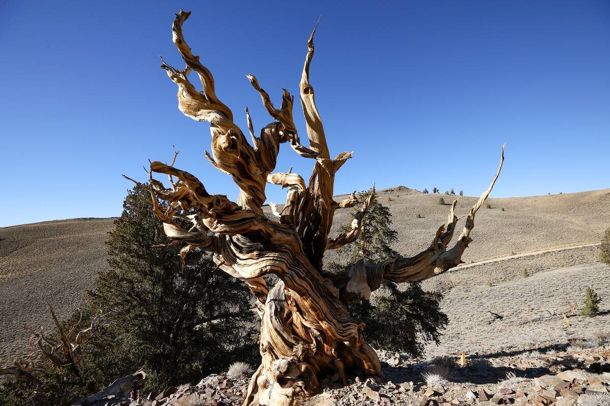 A 4,853-year-old Great Basin bristlecone pine tree known as Methuselah is growing high at Ancient Bristlecone Pine Forest in the White Mountains of Inyo County in eastern California, United States on November 28, 2021.