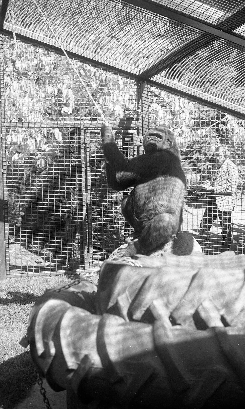 Koko the Gorilla who is being taught sign language, October 10, 1981