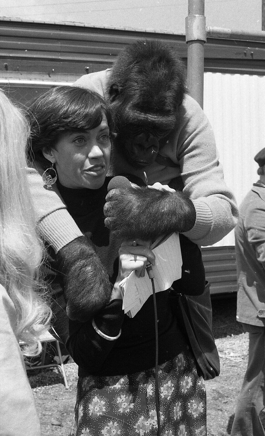 Koko the Gorilla with trainer Penny Patterson (left) and Claire Harrison, May 12,1977
