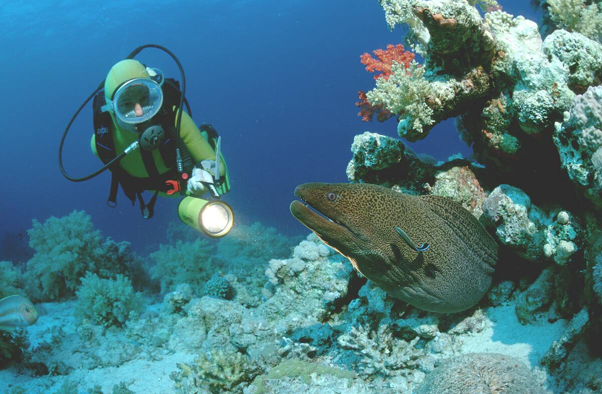 Giant moray with scuba diver, Lycodontis javanicus, Egypt, Red Sea, Hurghada