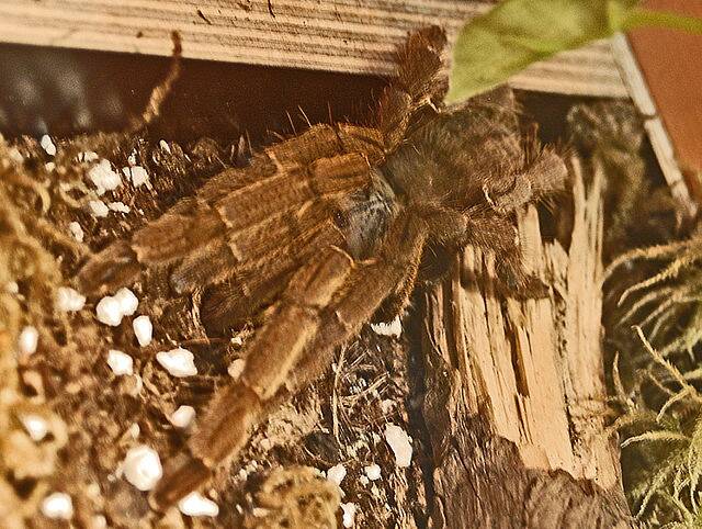 Theraphosidae_ Haplopelma_schmidti