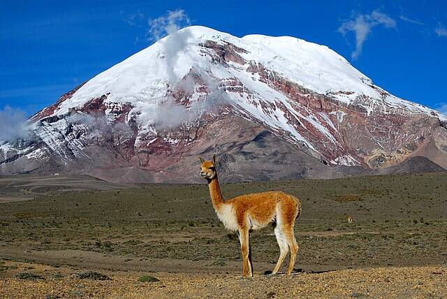 Vicuña_ Chimborazo,_Ecuador