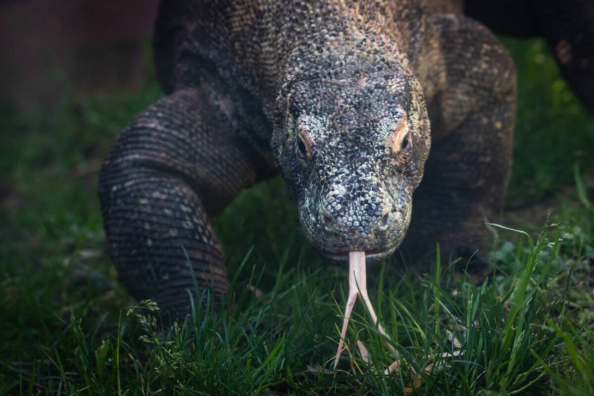 A Komodo dragon (Varanus komodoensis), also known as the Komodo monitor, sticking out its tongue, pictured in its enclosure at Faunia Zoo.