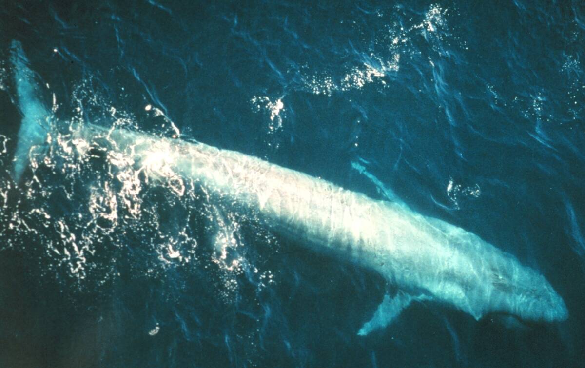 Adult blue whale (Balaenoptera musculus) from the eastern Pacific Ocean