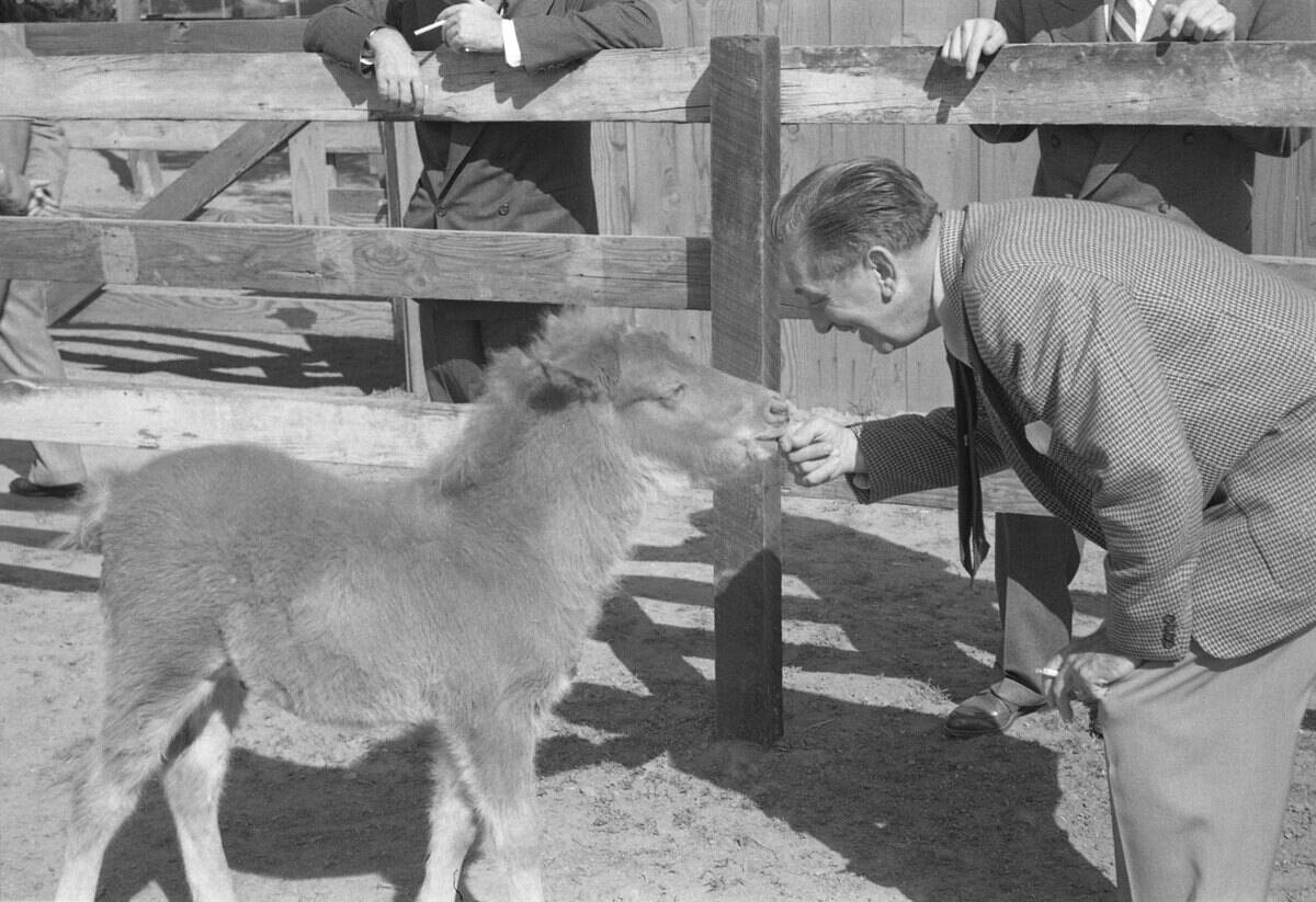 Walt Disney plays with a young miniature horse (kept to pull a stagecoach) on the Disney Studio backlot circa 1955 in Los Angeles,
California.