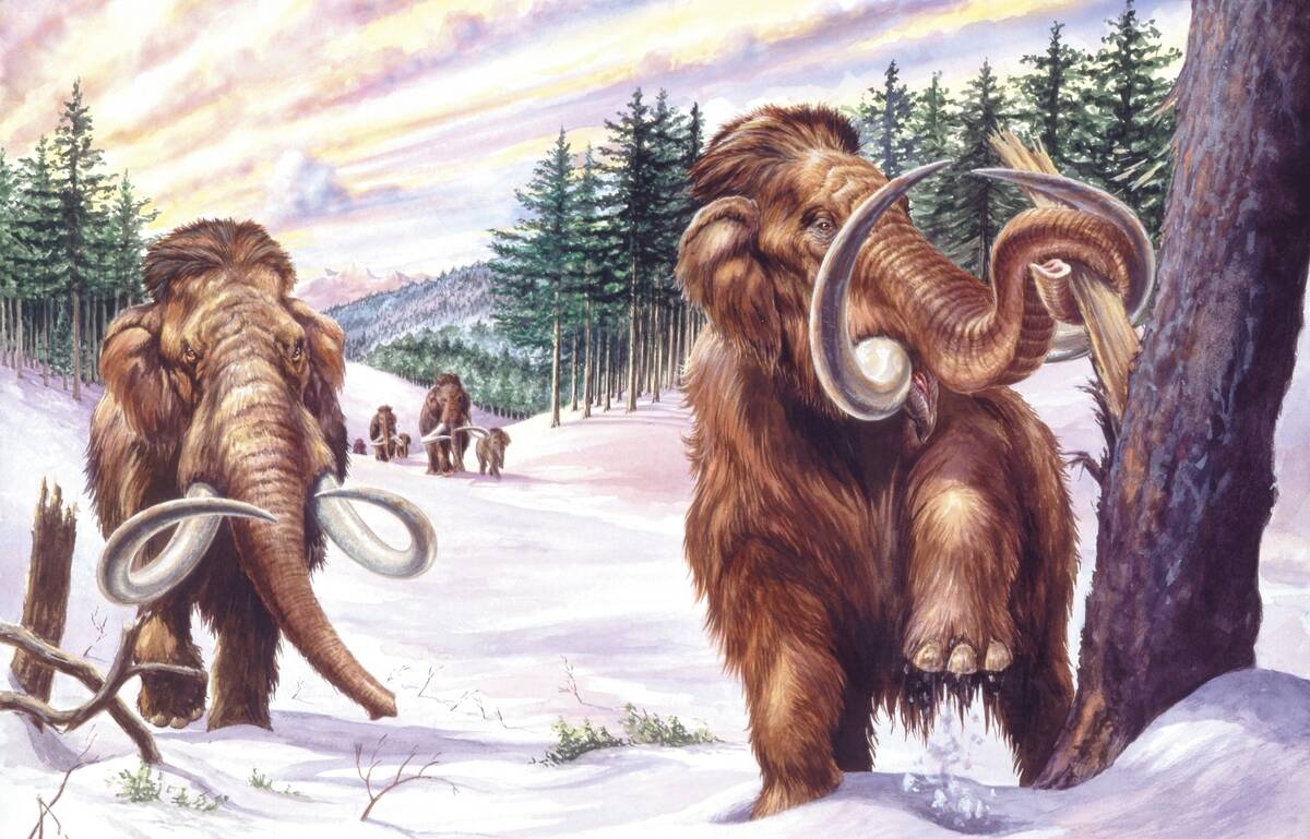 Illustration of herd of mammoths (Mammuthus primigenius) in winter landscape