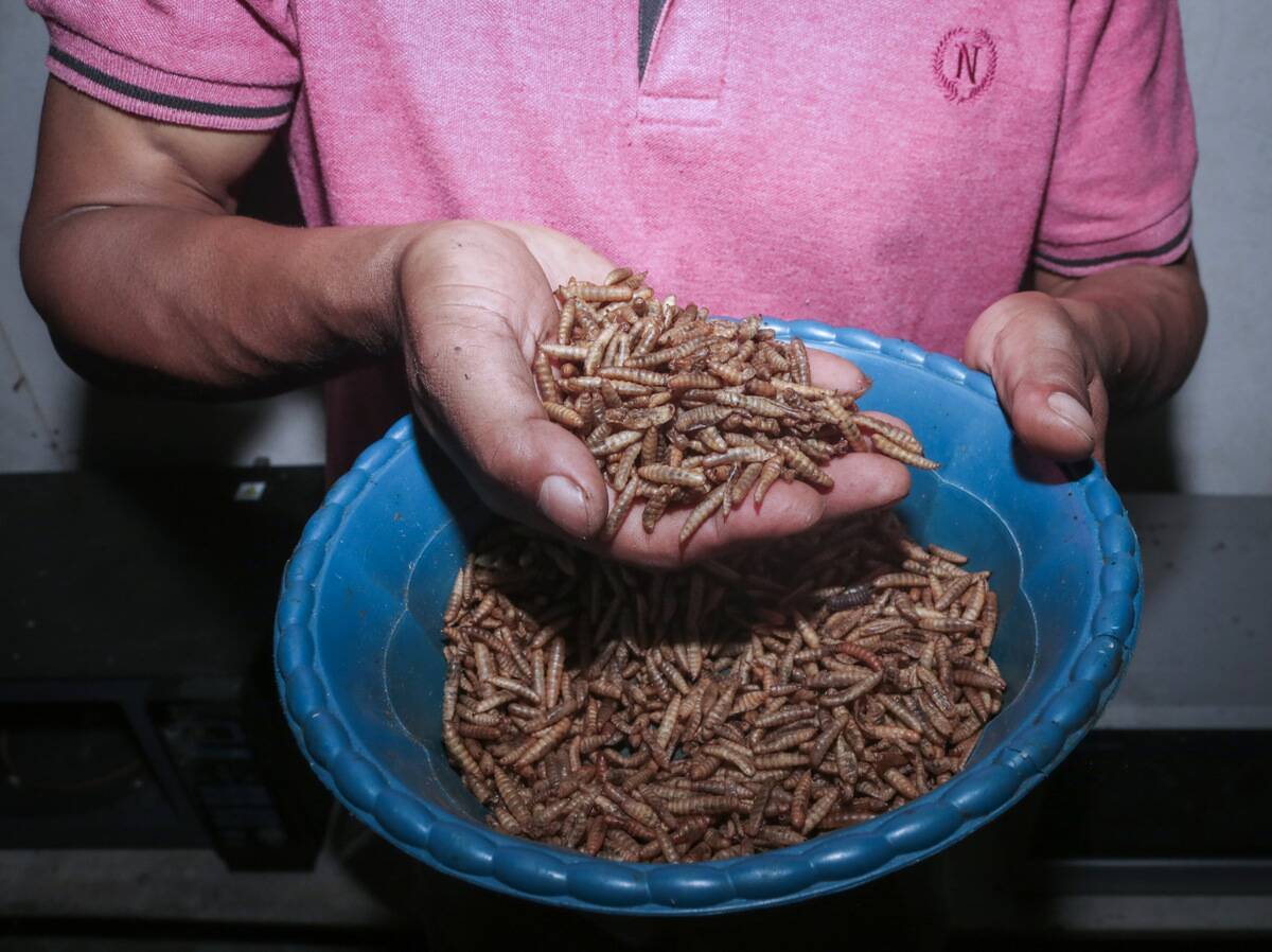 Maggot Farming From Kitchen Waste In Indonesia