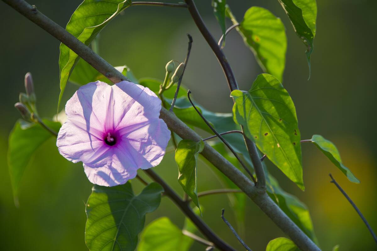 Pink morning glory flower (Ipomoea carnea), near the Pouso...