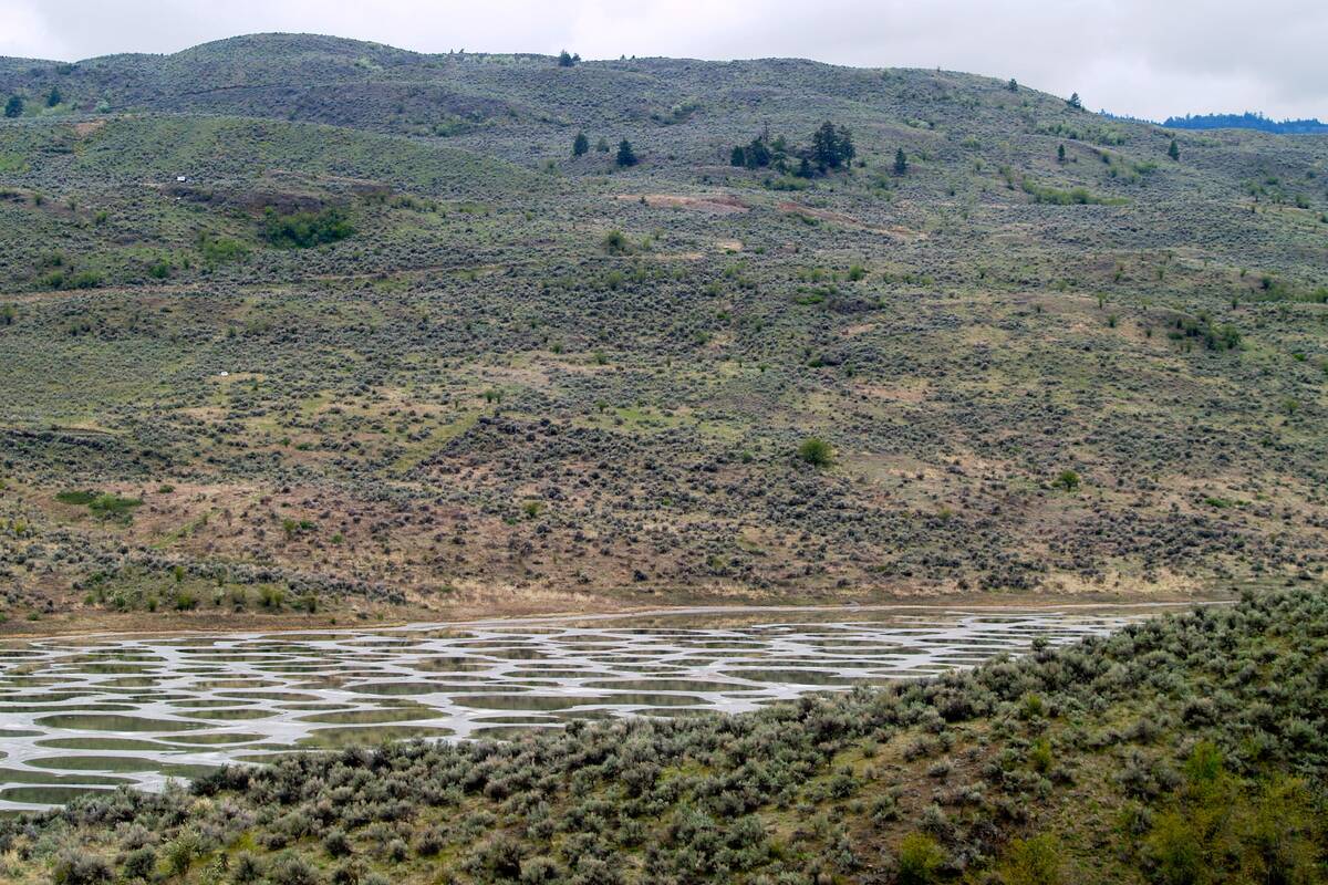 Spotted_Lake_ panoramio_(2)