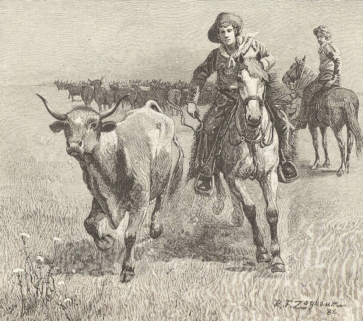 Cowboy going after a steer that has left the herd during a cattle drive: Montana. Engraving, 1885.