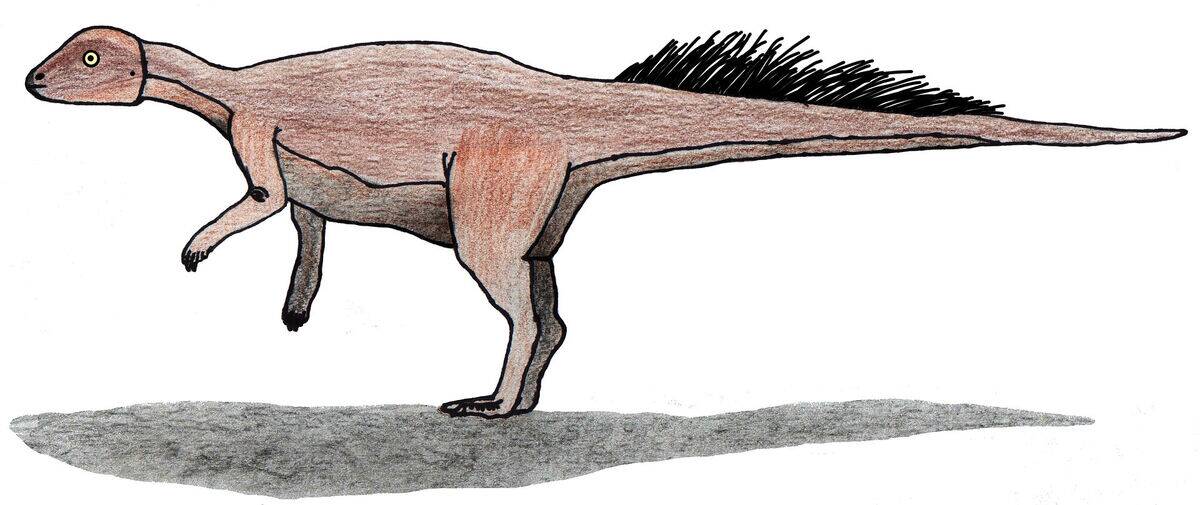 1920px-Micropachycephalosaurus