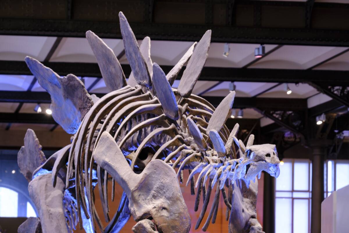 Dinosaur Gallery Of The Royal Belgian Institute of Natural Sciences