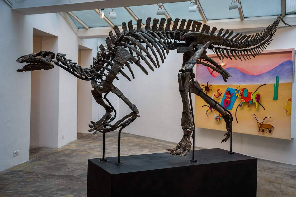 FRANCE-PALAEONTOLOGY-AUCTION