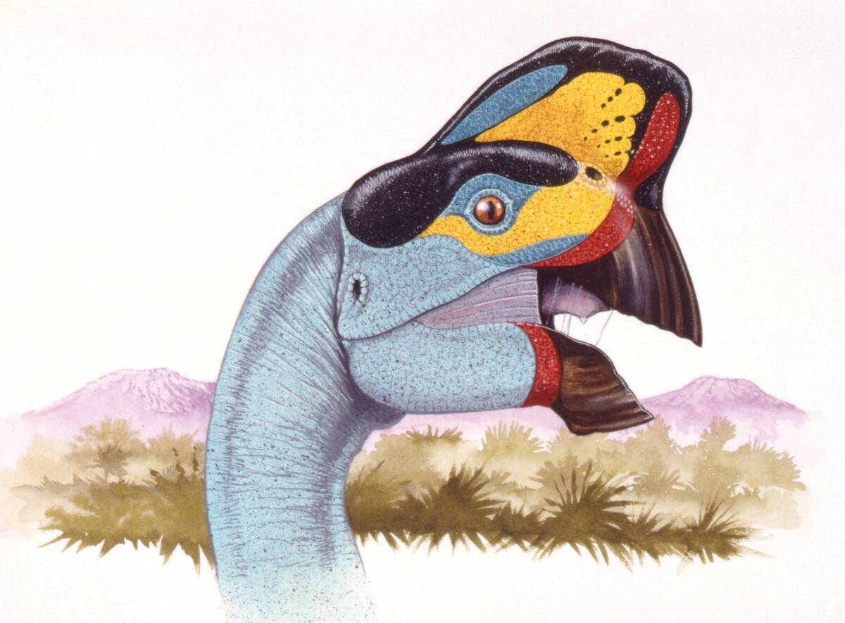 Illustration of Oviraptor head