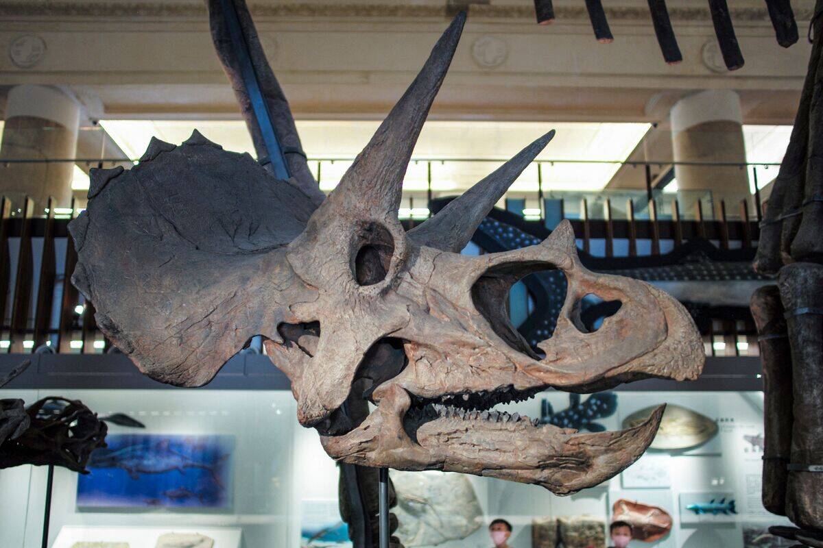 TAIWAN-MUSEUM-PALEONTOLOGY