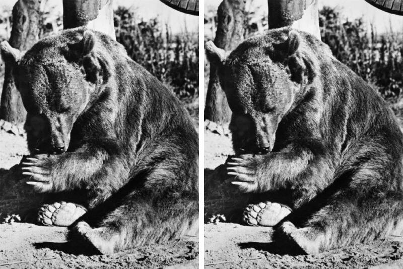 Wojtek bear2