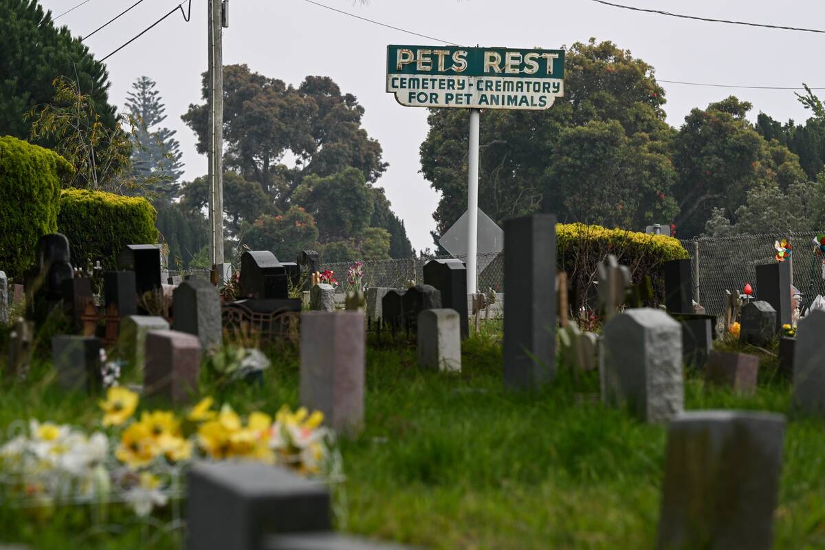 Pet Cemetery in San Francisco