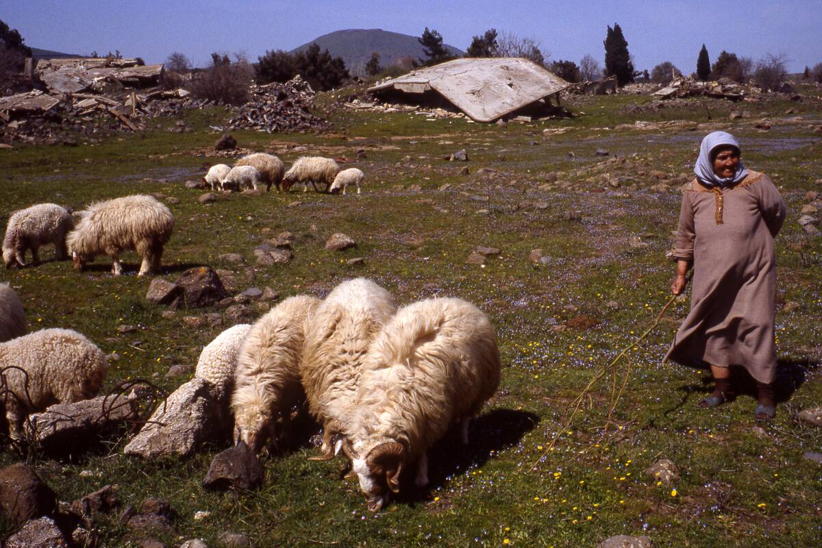 Shepherd In Quneitra