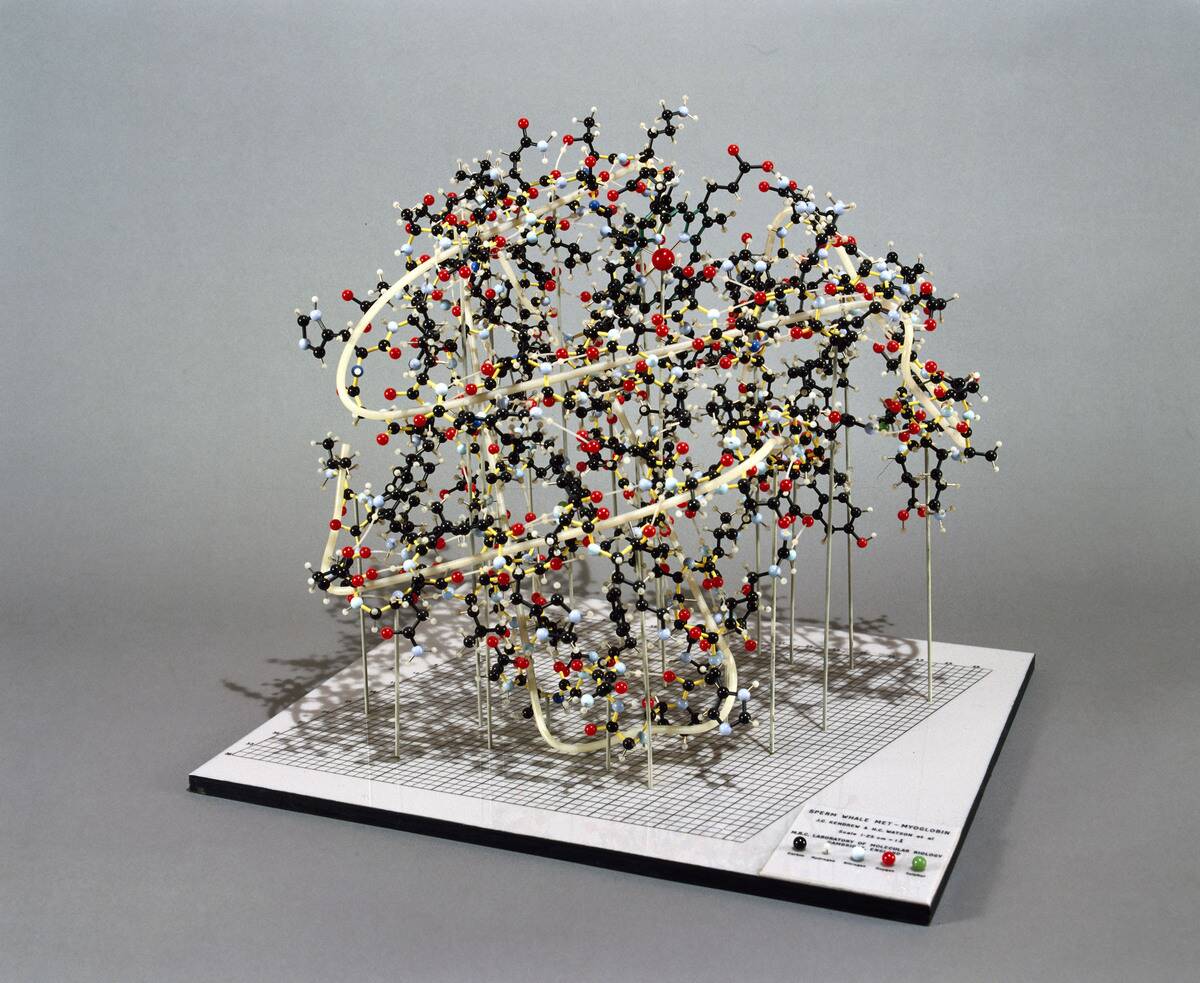 Sperm Whale myoglobin, ball and spoke model, c 1972.