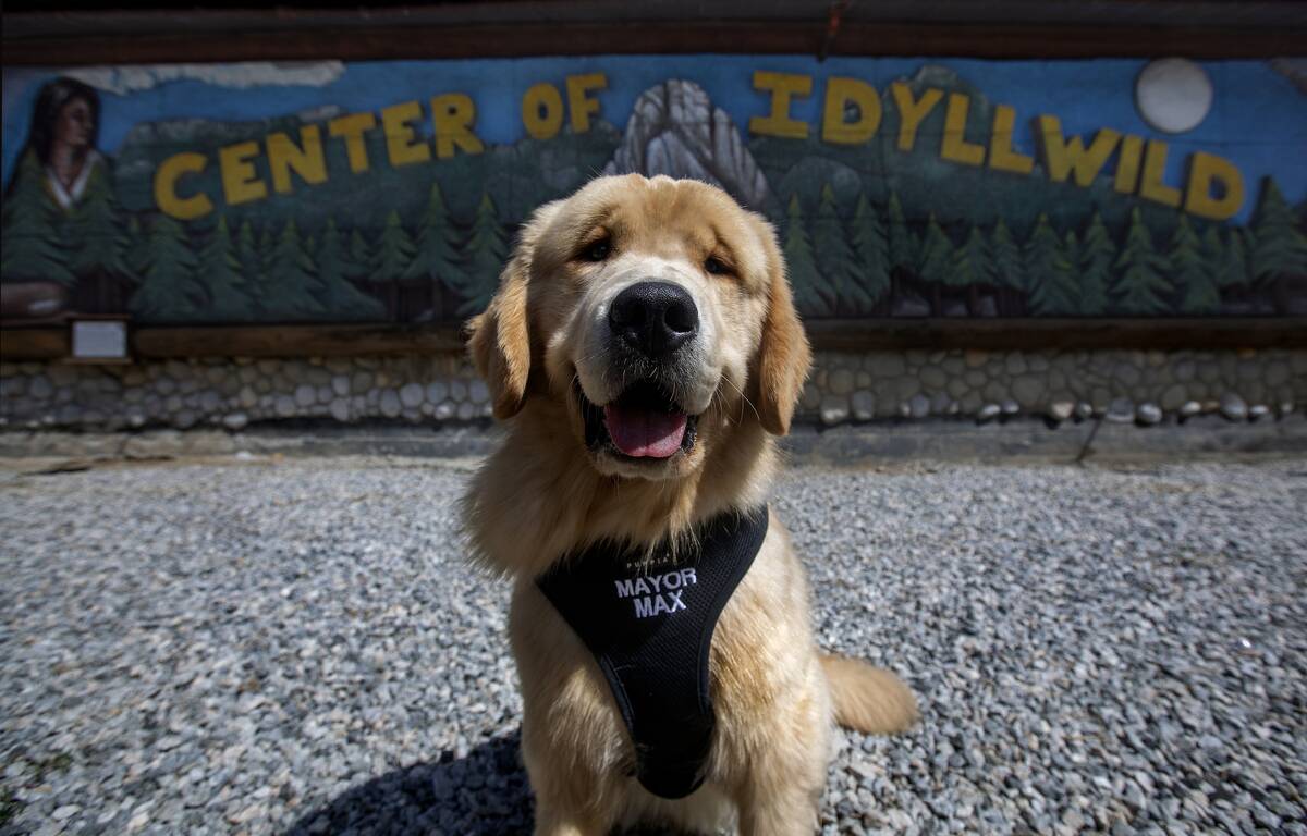 The mayor of Idyllwild is a dog