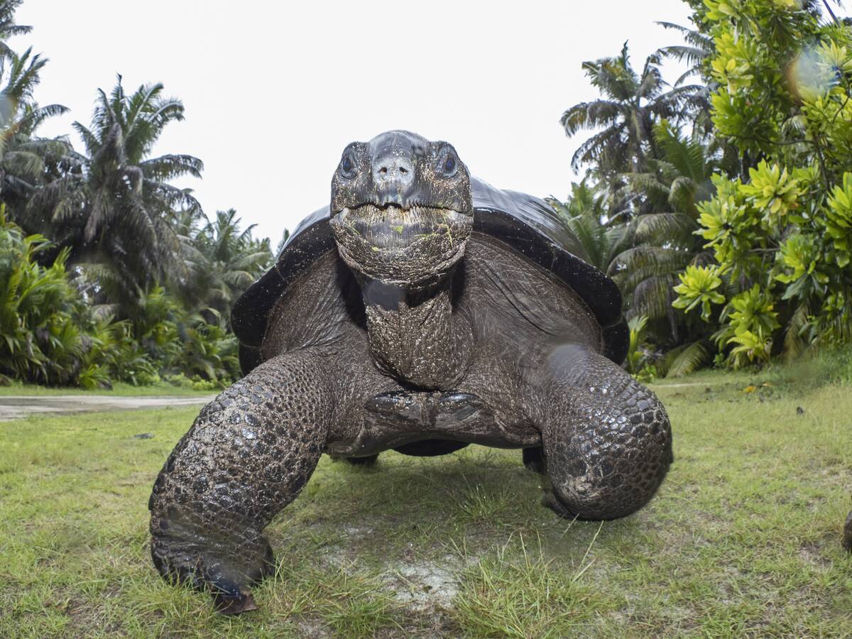 Aldabra Giant Tortoise, Aldabrachelys gigantea, Astove Atoll, Aldabra island group, Seychelles