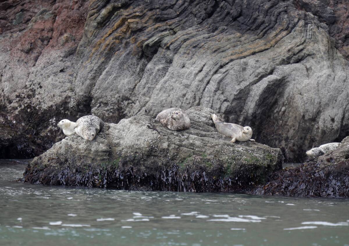 Farallon Islands