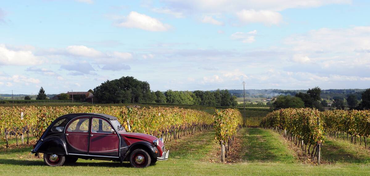 2013 Wine Harvest At Chateau Fontcaillle Bellevue