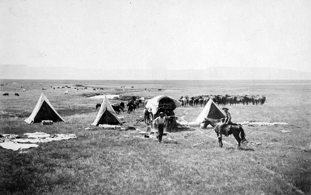 Ox Ranch Cowboys In New Mexico