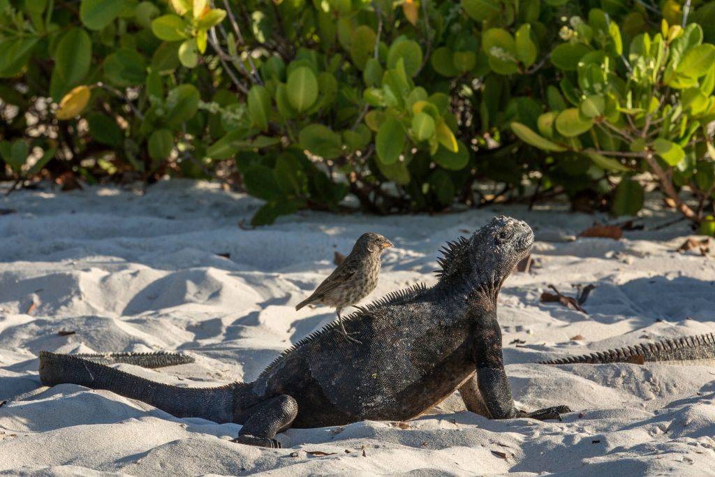 animals from the Galápagos Islands