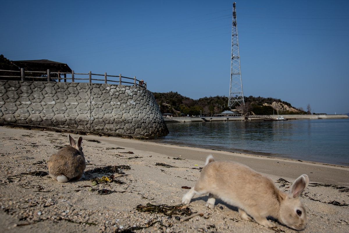 Rabbits forage for food on the beach at Okunoshima Island.