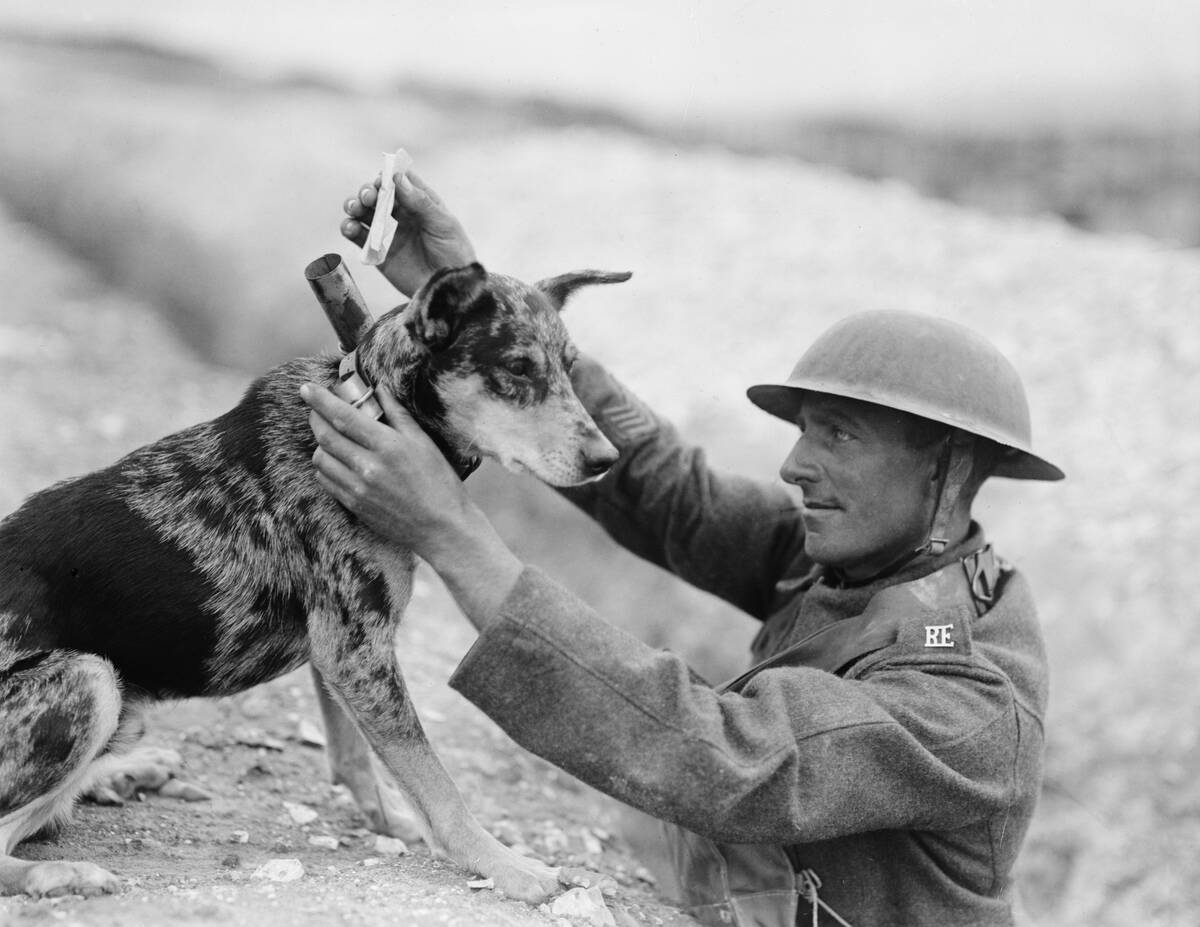 Animals During The First World War