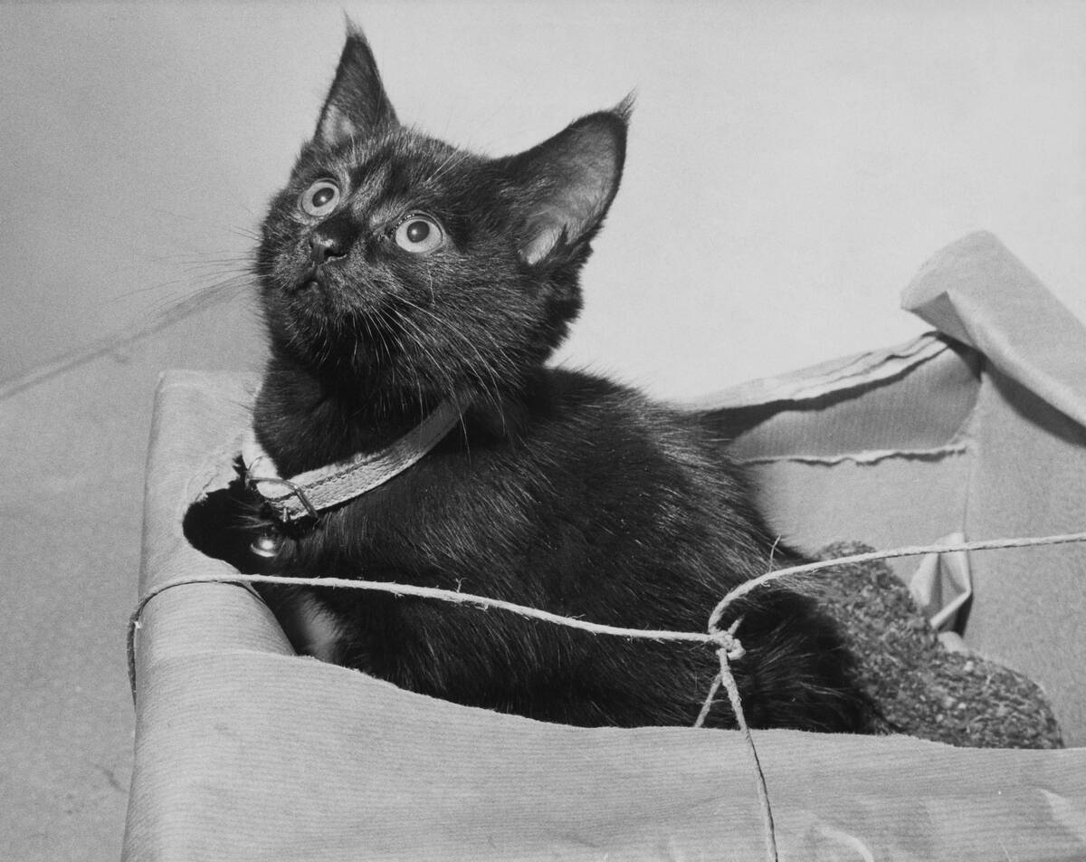 Lost Kitten