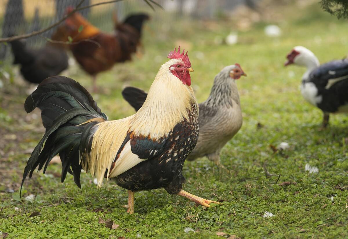 Roosters...