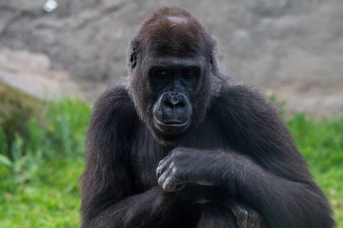 A young gorilla is seen in its enclosure at the Madrid Zoo...