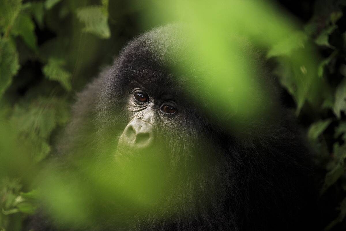 COG: Endangered Gorillas