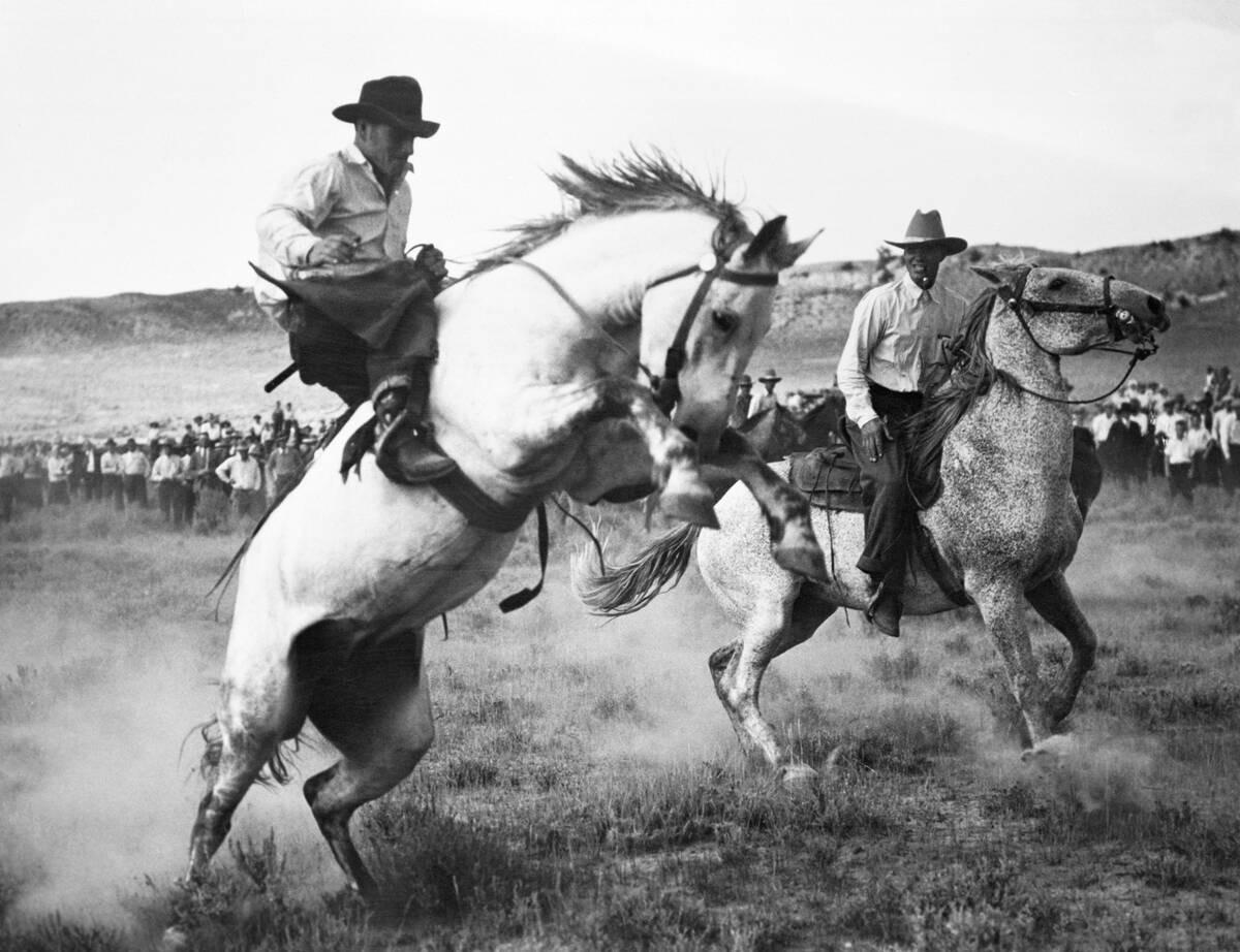 Cowboy Competing in Rodeo