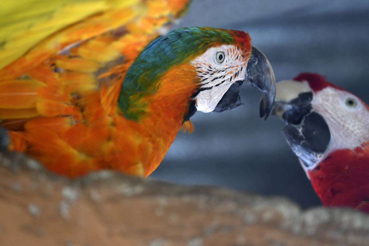 HONDURAS-ENVIRONMENT-ANIMALS-ZOO-CRISIS