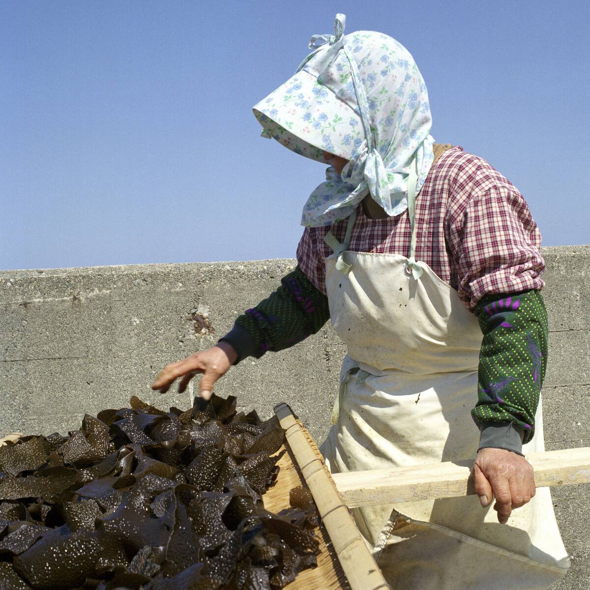 Japan - Rural life - Seaweed