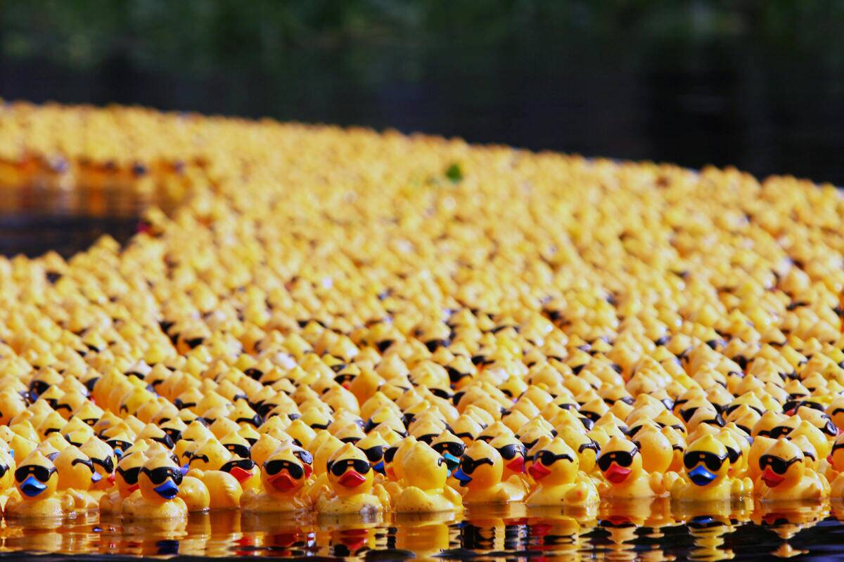 More than 11,000 rubber ducks float on t