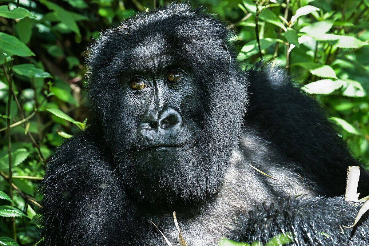 RWANDA-ANIMALS-ENVIRONMENT-CONSERVATION-GORILLAS