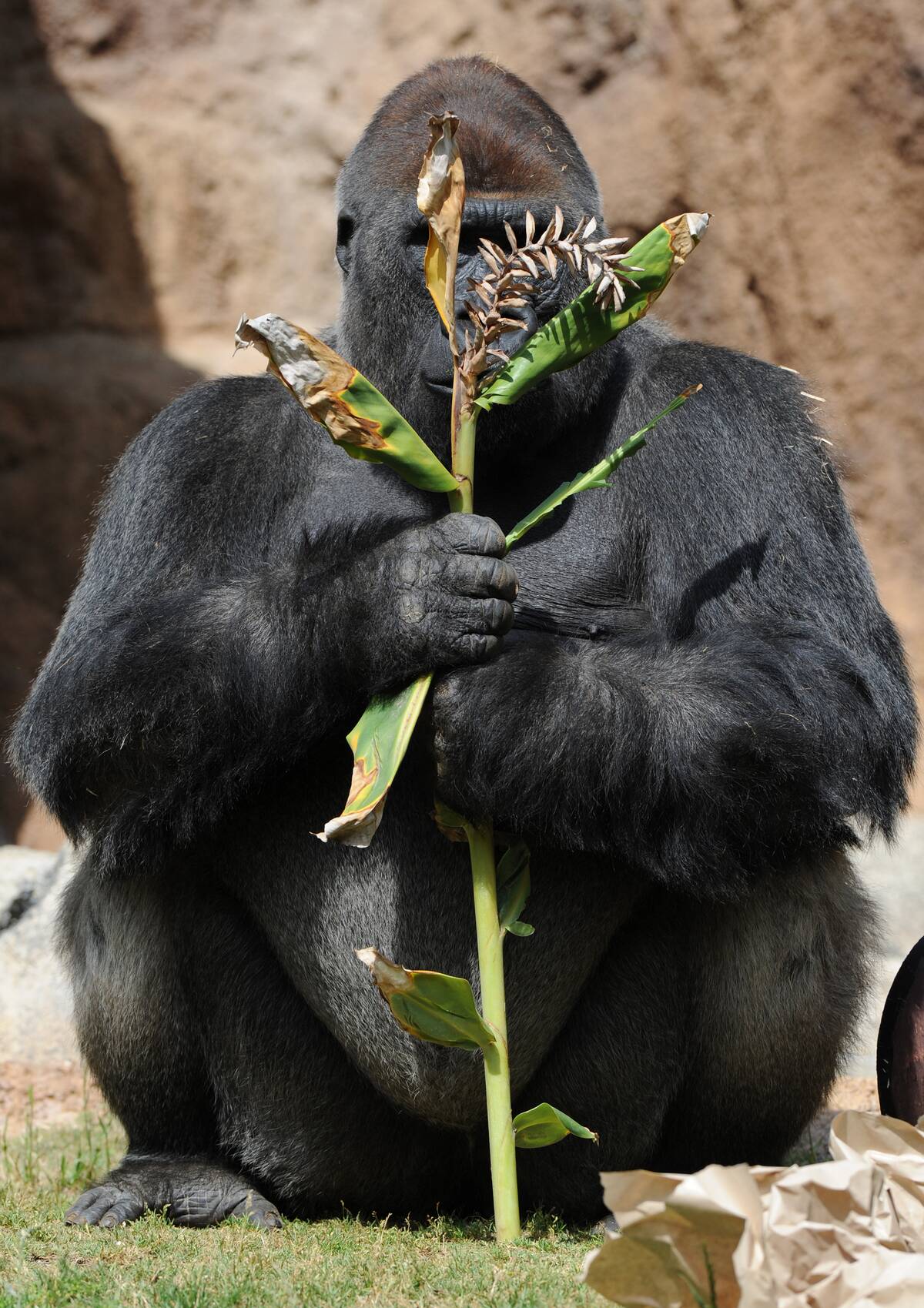 Silverback Gorilla at LA Zoo