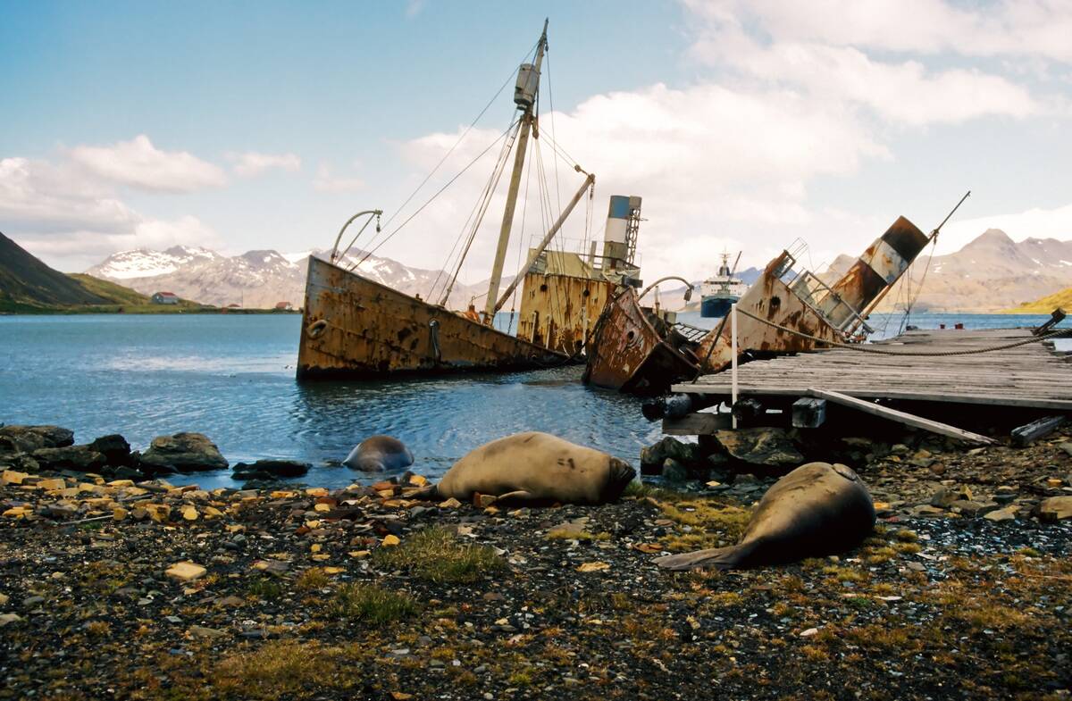 Wrecks of whaling ships in Grytviken Whaling Station