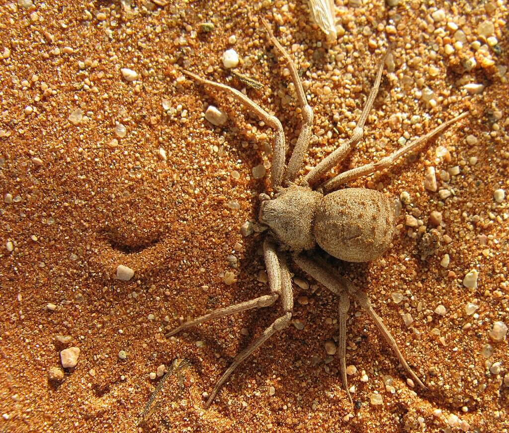 Hexophthalma_Unidentified_IMG_2788
