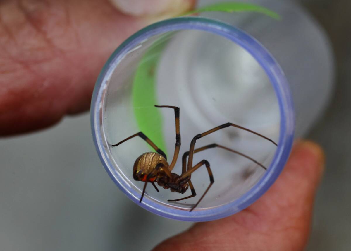 Entomologist Lenny Vincent holds a plastic tube containing a brown widow spider that he and a team