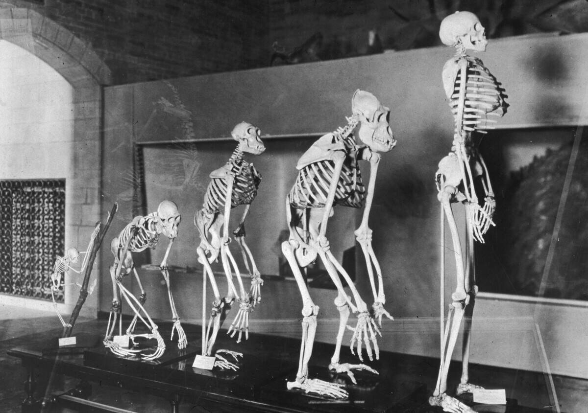 Human Evolution